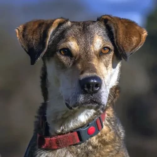 Valentino (Zuhause und Paten gesucht), male senior Mixed Breed for adoption at Tierheim Köln, Cologne