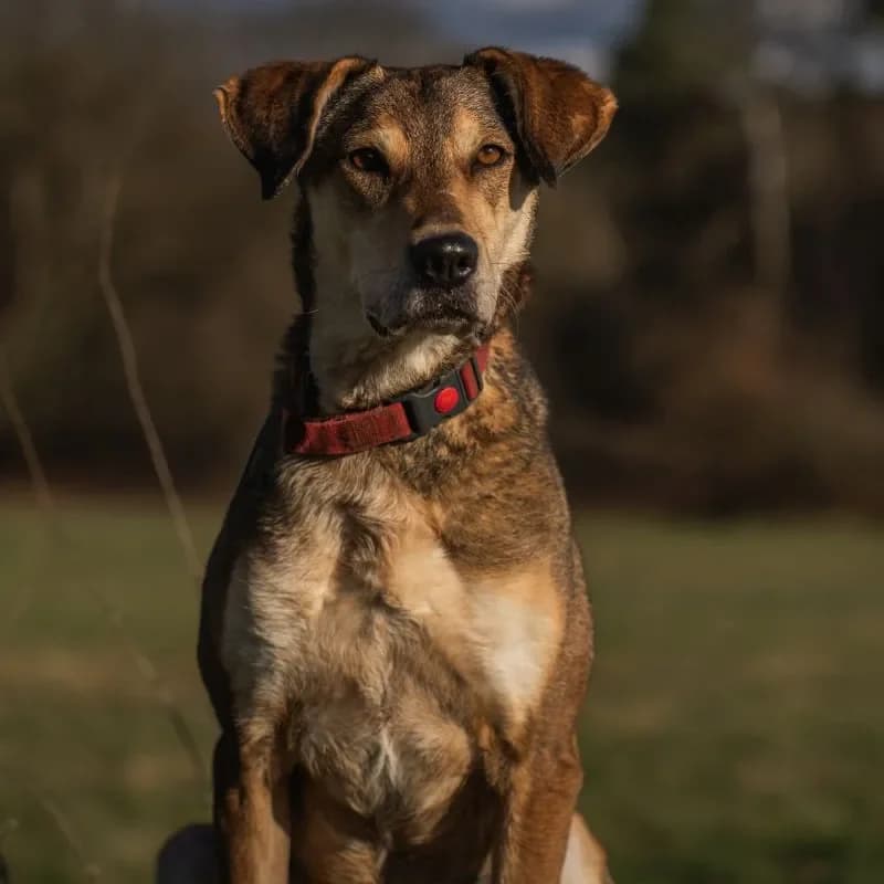 Valentino (Zuhause und Paten gesucht) photo 3