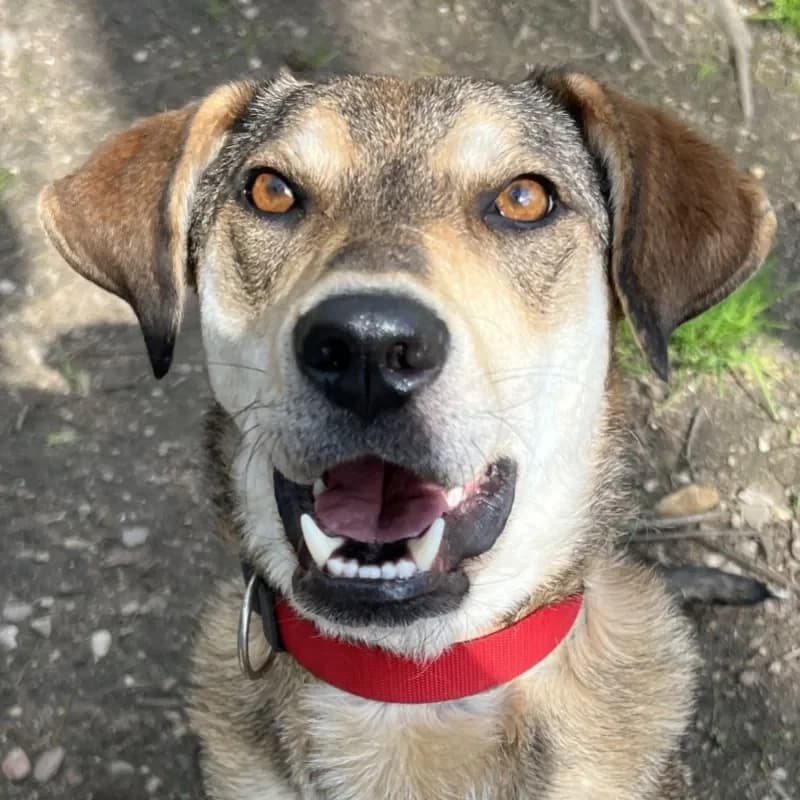 Valentino (Zuhause und Paten gesucht) photo 4