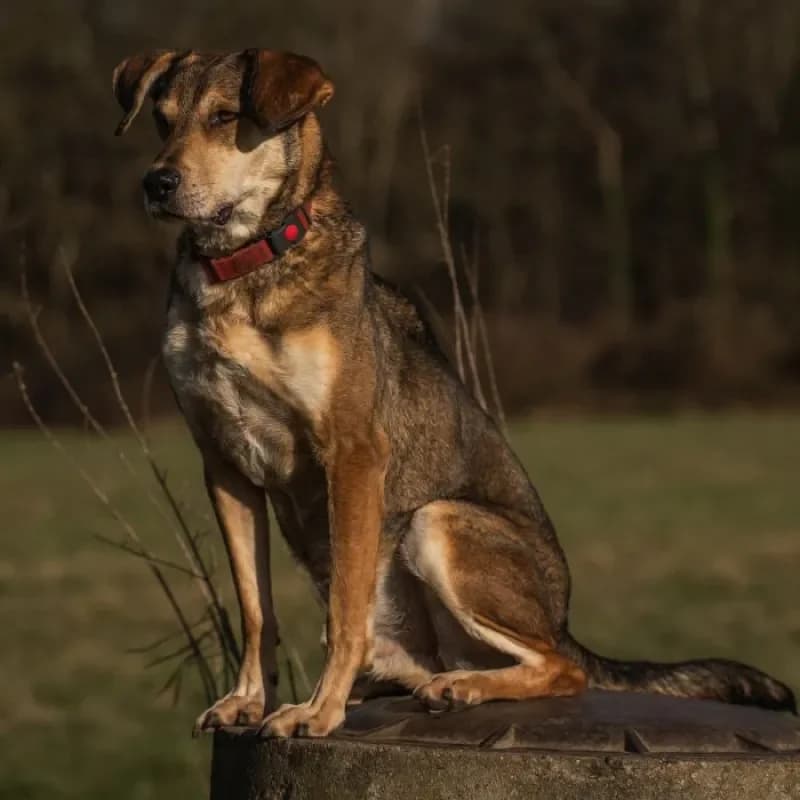 Valentino (Zuhause und Paten gesucht) photo 5