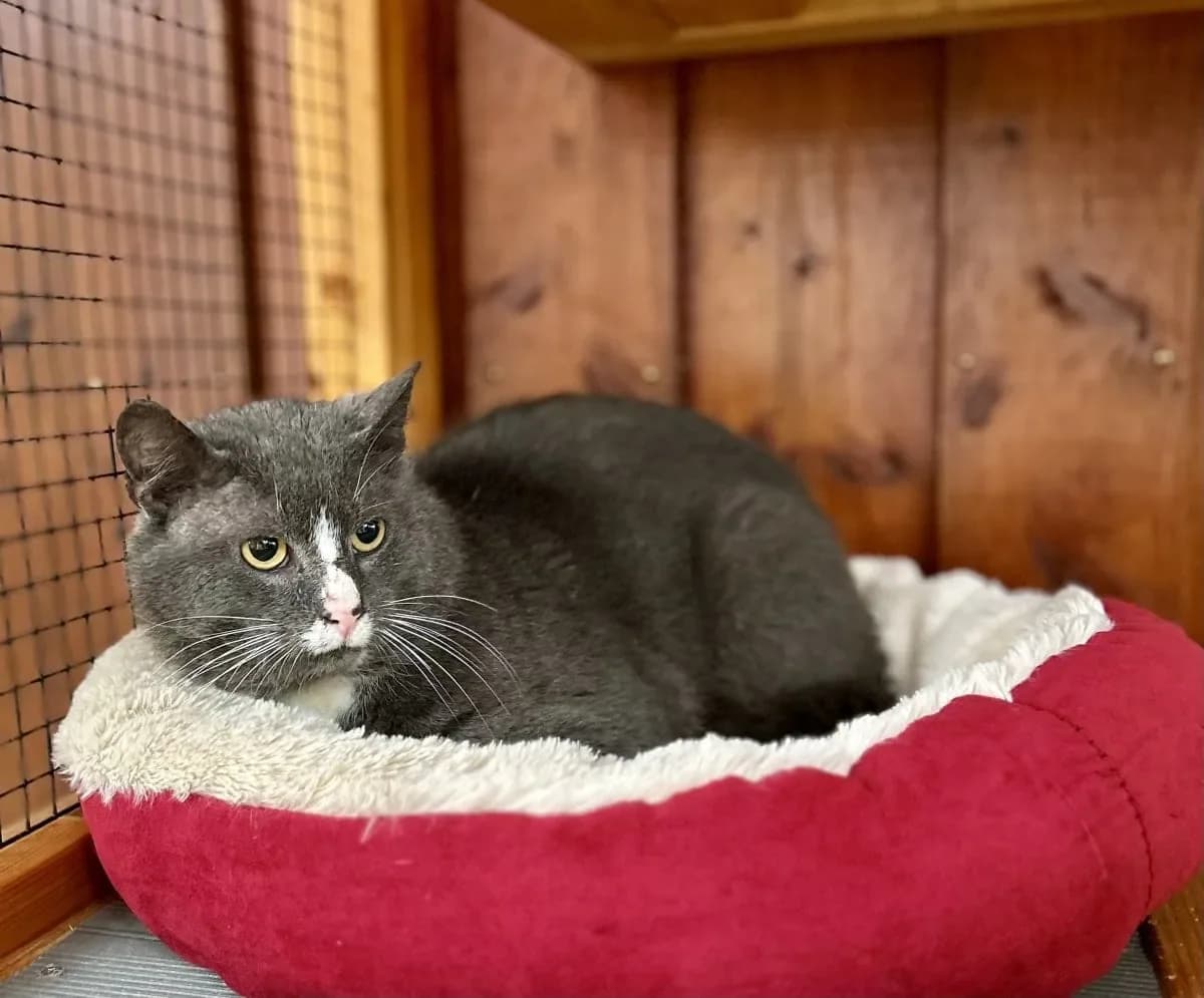 Vincent sucht sein neues Für-immer-Zuhause, European Shorthair (Tierheim Oldenburg)