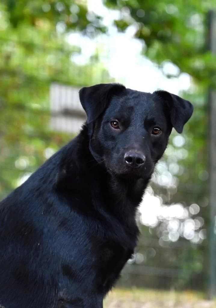 Watson, male Mixed Breed for adoption at Tierheim Siegen, Siegen
