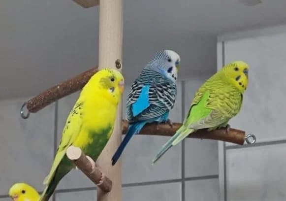 Wellensittiche,  Budgerigar for adoption at Tierheim Halle, Halle