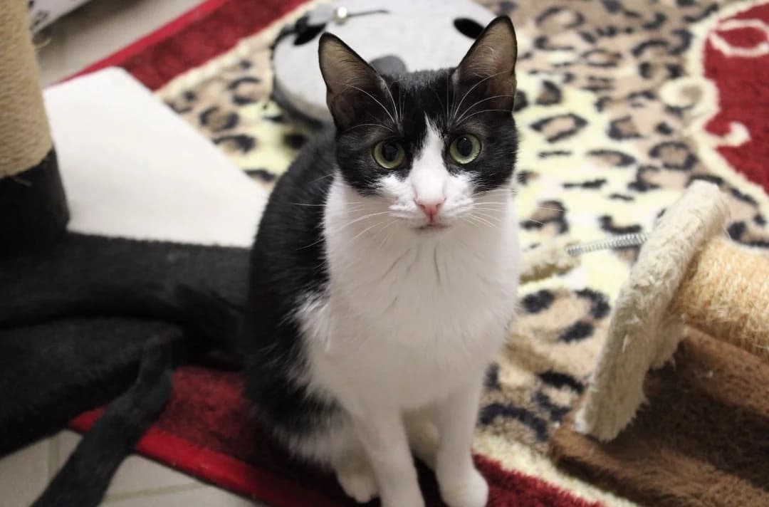 Yara,  Domestic Shorthair for adoption at Tierheim Halle, Halle