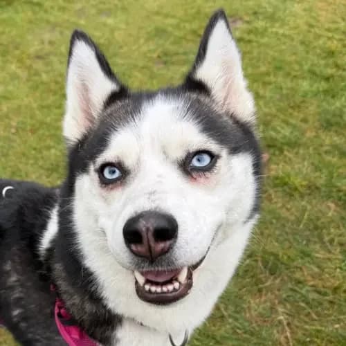 Yuki (reserviert), female 4yo Husky for adoption at Tierheim Köln, Cologne