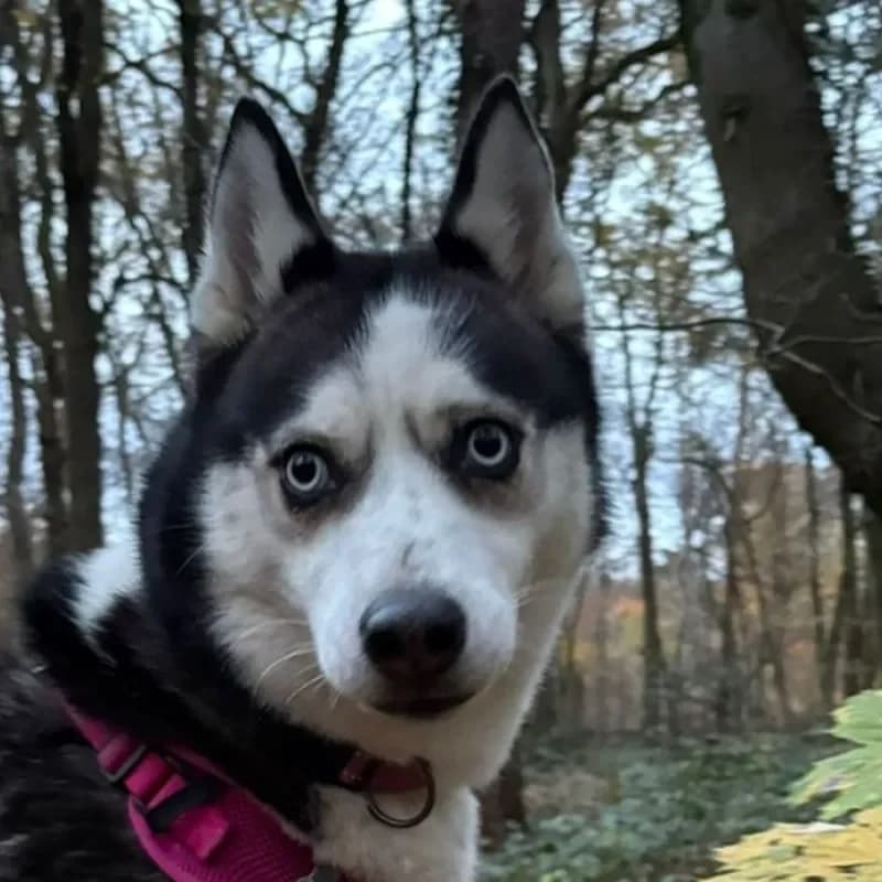 Yuki (reserviert) photo 3