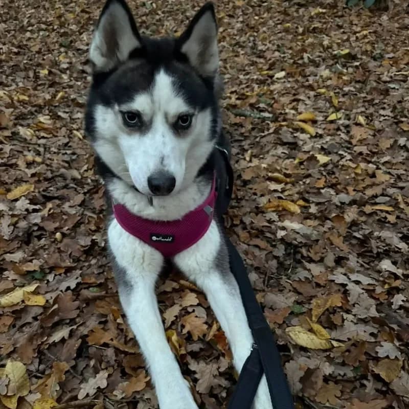 Yuki (reserviert) photo 4