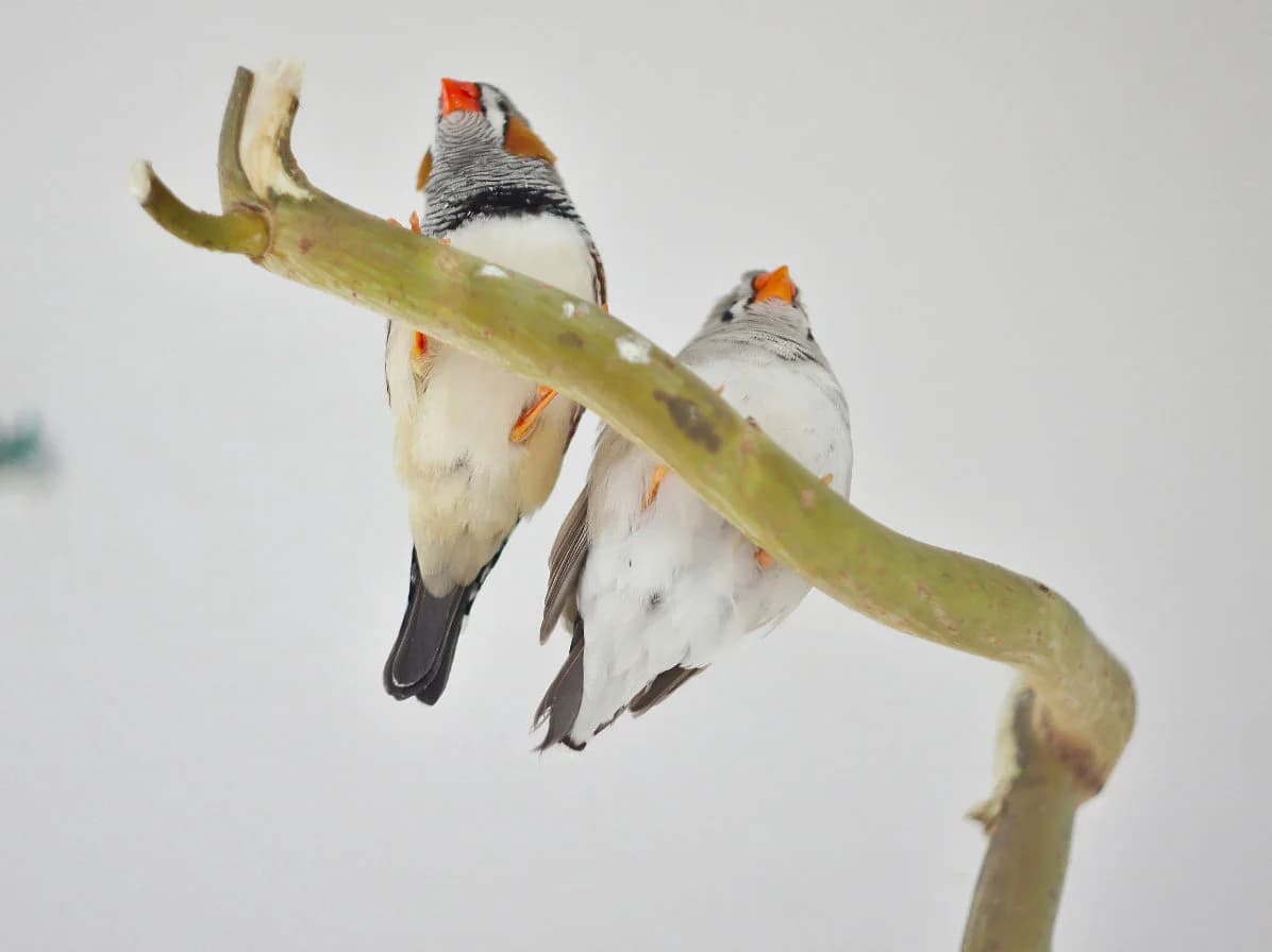 Zebrafinken,  Mixed Breed for adoption at Tierheim Halle, Halle