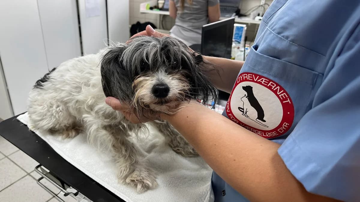 Pandi, white  Mixed Breed for adoption at Dyreværnet, Copenhagen — photo 3 of 66