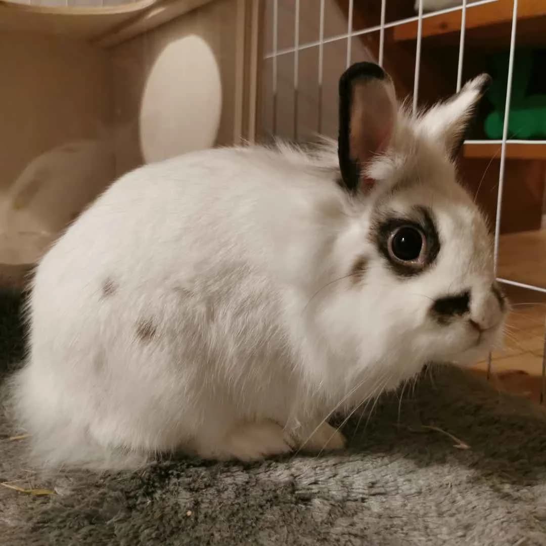 Pandi, white  Mixed Breed for adoption at Dyreværnet, Copenhagen — photo 5 of 66