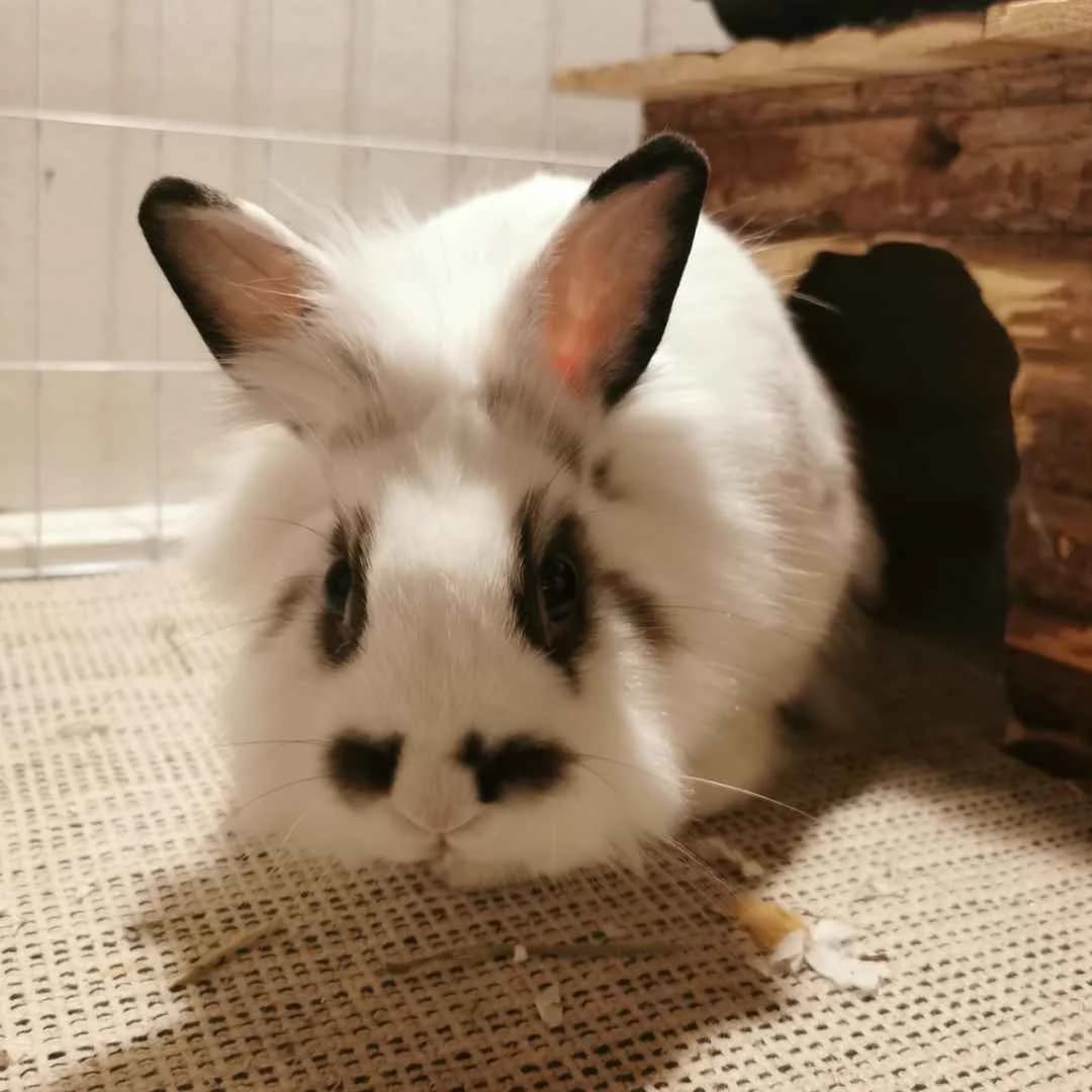 Pandi, white  Mixed Breed for adoption at Dyreværnet, Copenhagen — photo 6 of 66