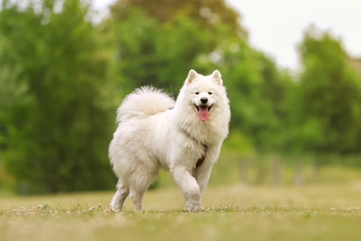 Cicero,  Mixed Breed for adoption at Dyreværnet, Copenhagen