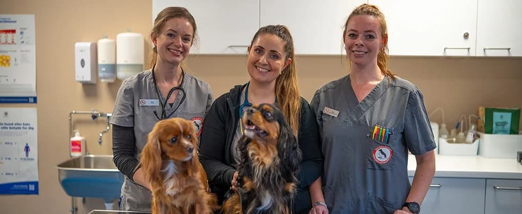 Cicero, white  Mixed Breed for adoption at Dyreværnet, Copenhagen — photo 2 of 65