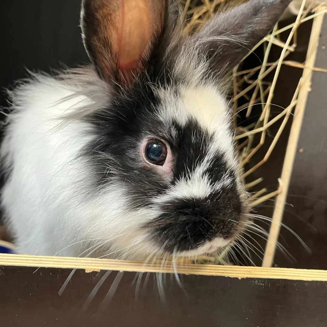 Cicero, white  Mixed Breed for adoption at Dyreværnet, Copenhagen — photo 4 of 65