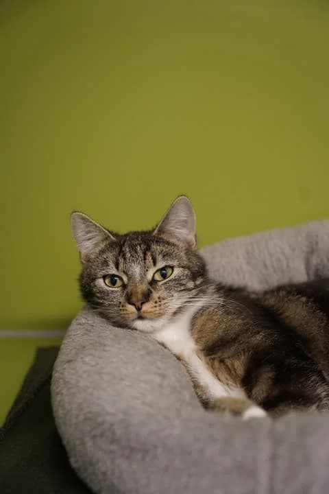 Maggie - på vej i nyt hjem