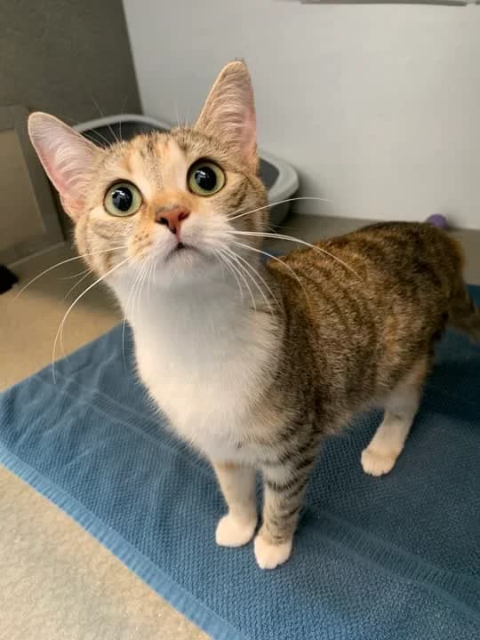 Nala - på vej i nyt hjem