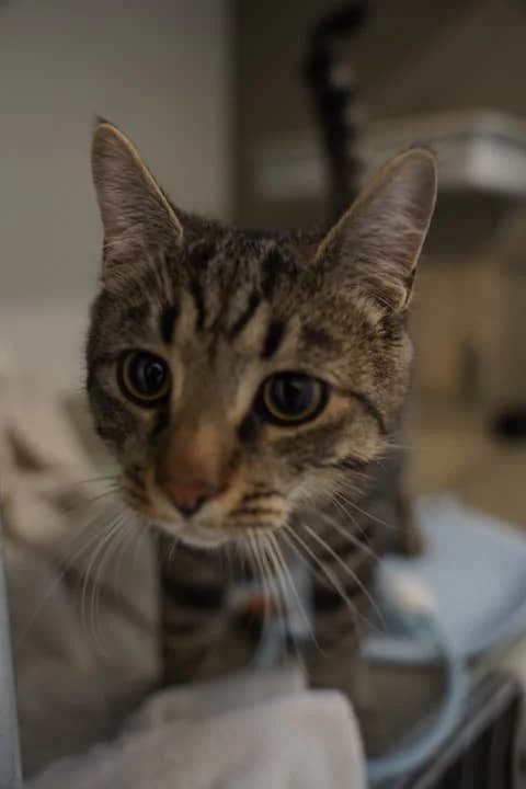 Dustin- På vej ud i nyt hjem