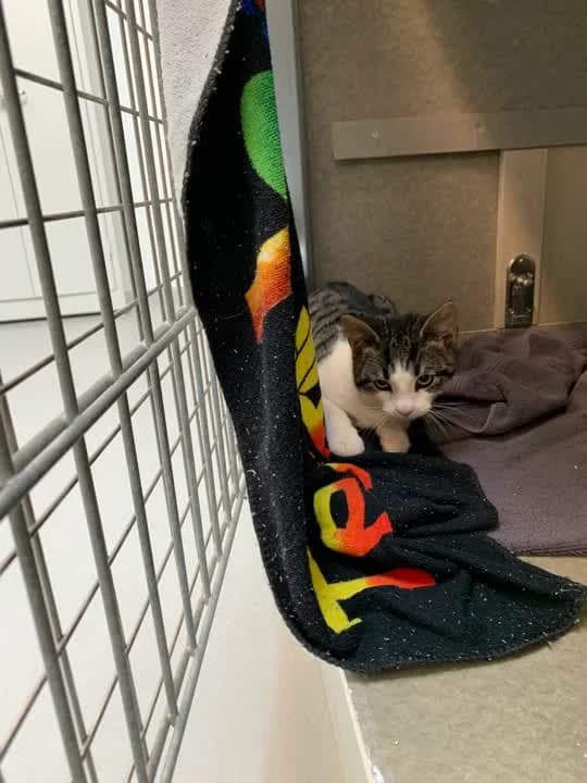 Alfred - på vej i nyt hjem,