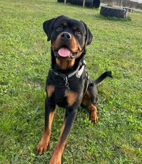 Diesel, male Rottweiler for adoption at Dansk Dyreværn Aalborg