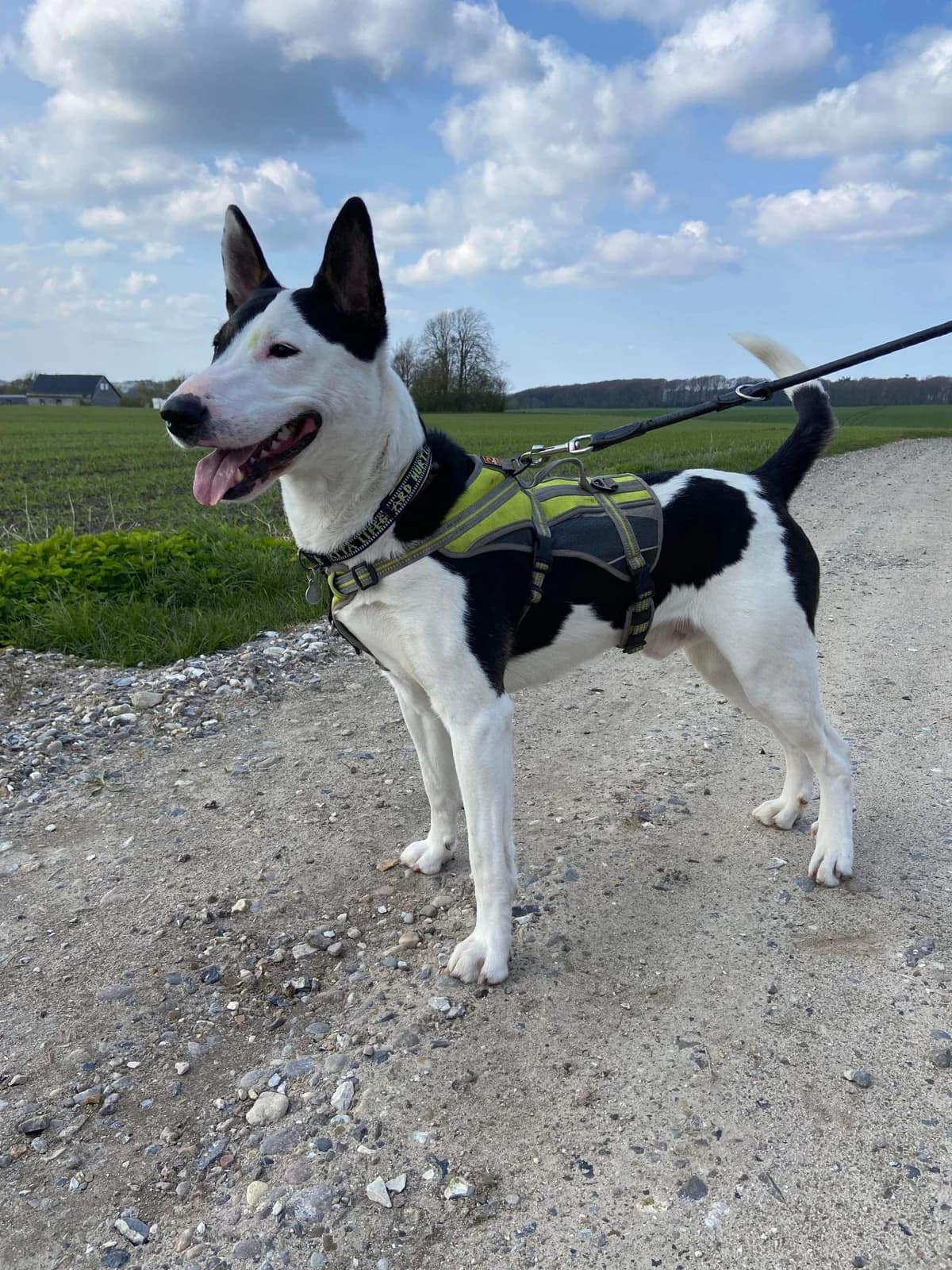 Ludvig, male Bull Terrier for adoption at Dansk Dyreværn Aalborg