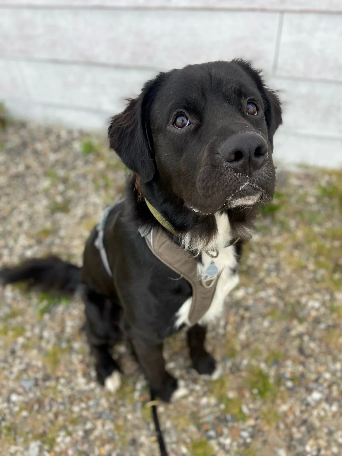 Coda, male young Golden Retriever for adoption at Dansk Dyreværn Aalborg