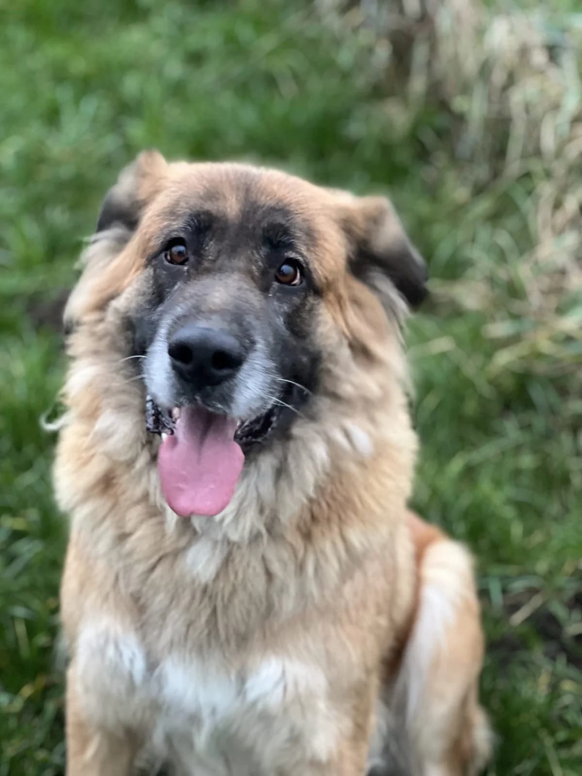 Cleo, female 6yo mixed breed for adoption at Dansk Dyreværn Aalborg
