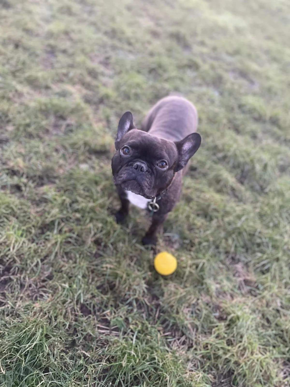 Balder, male young English Bulldog for adoption at Dansk Dyreværn Aalborg