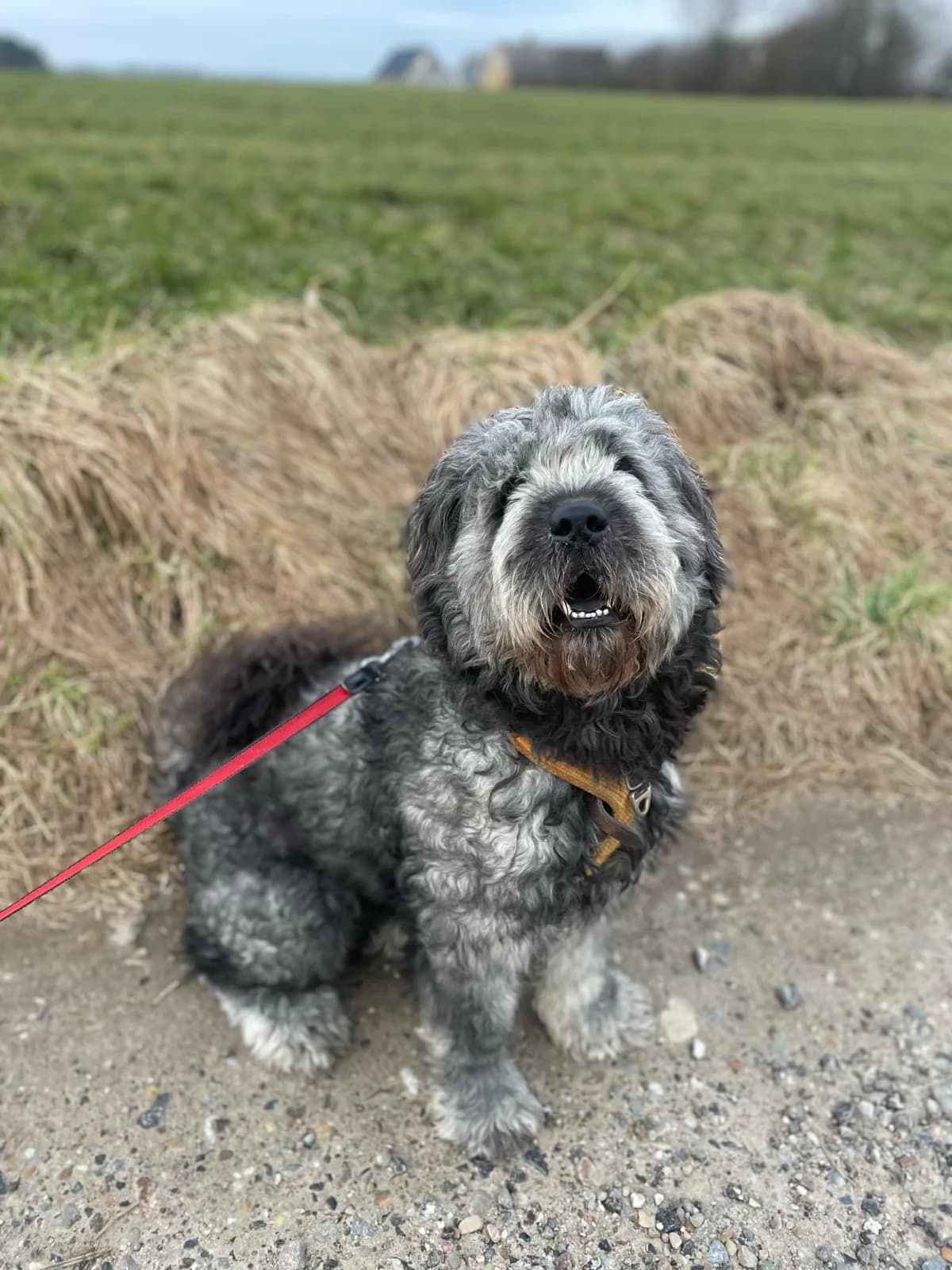 Holger, male young Poodle for adoption at Dansk Dyreværn Aalborg