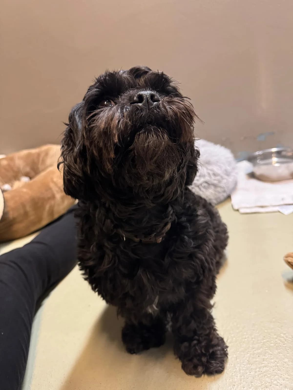 Bella, female 5yo Shih Tzu for adoption at Dansk Dyreværn Aalborg