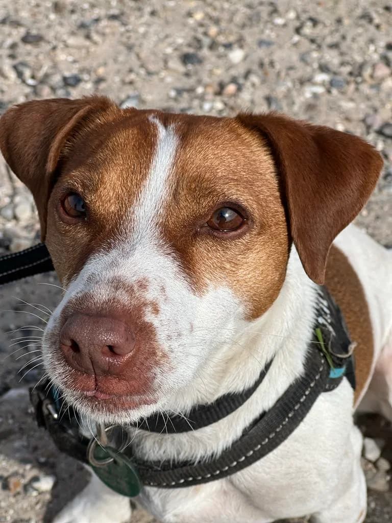 Charlie, male 5yo Jack Russell Terrier for adoption at Dansk Dyreværn Aalborg