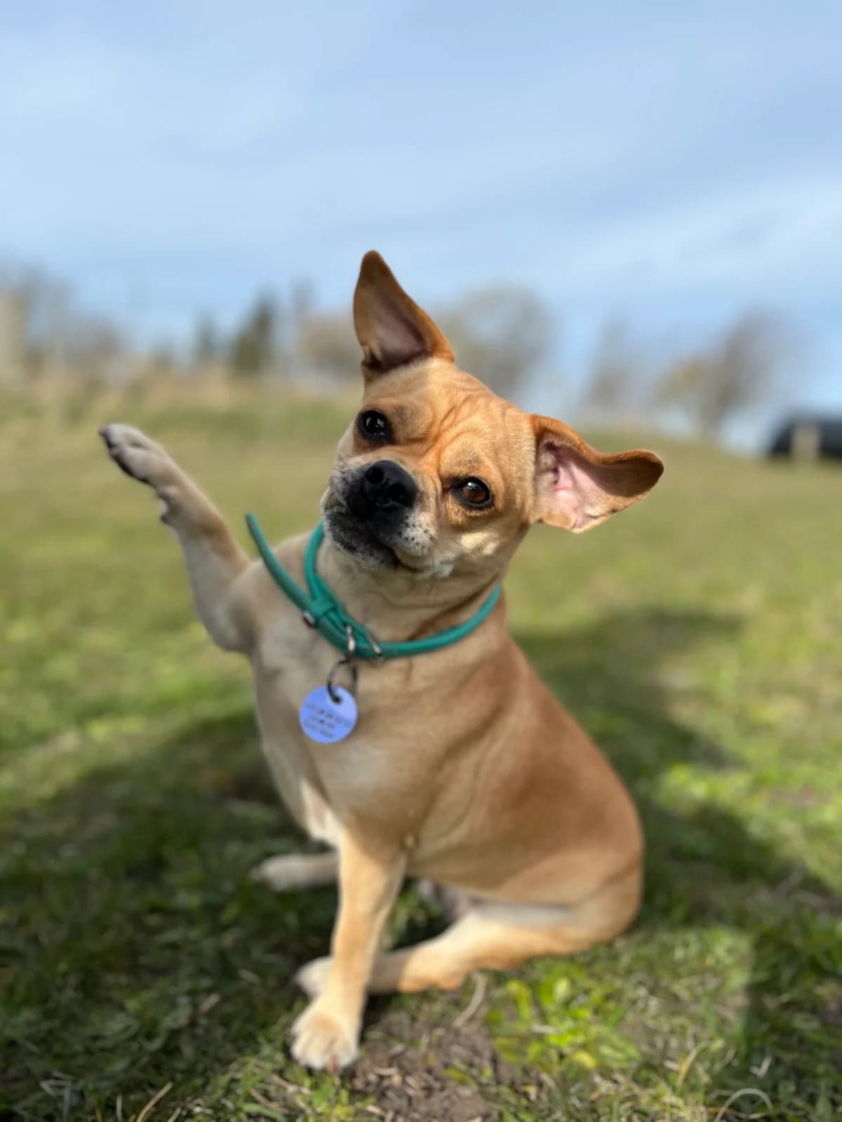 Katie, female 3yo mixed breed for adoption at Dansk Dyreværn Aalborg