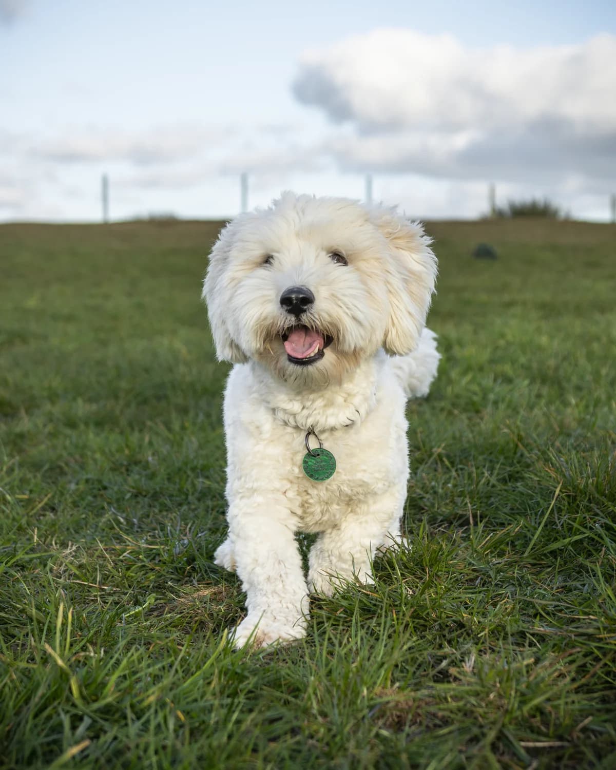 James, male young mixed breed for adoption at Dansk Dyreværn Aalborg