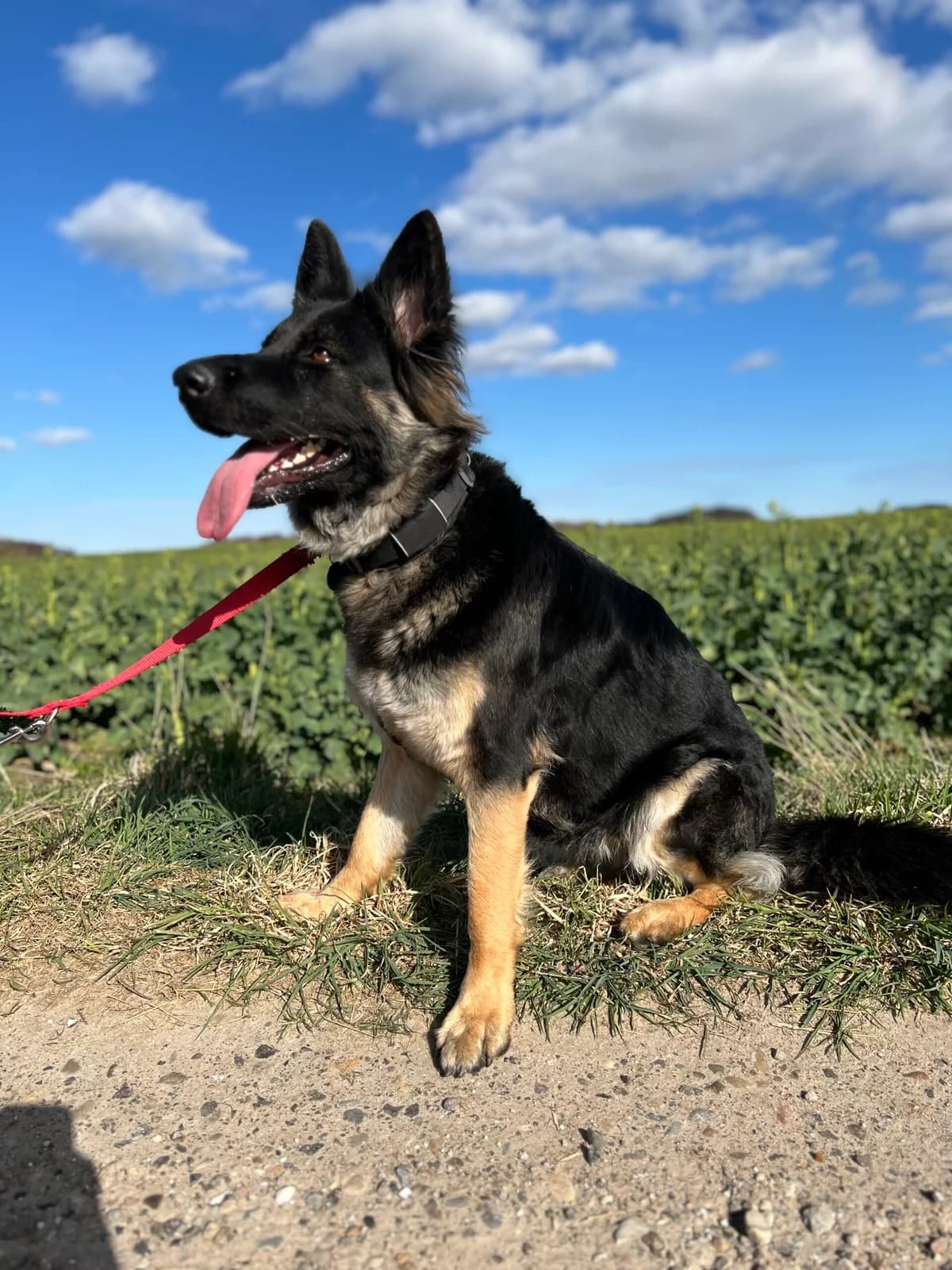 Chanel, female young mixed breed for adoption at Dansk Dyreværn Aalborg