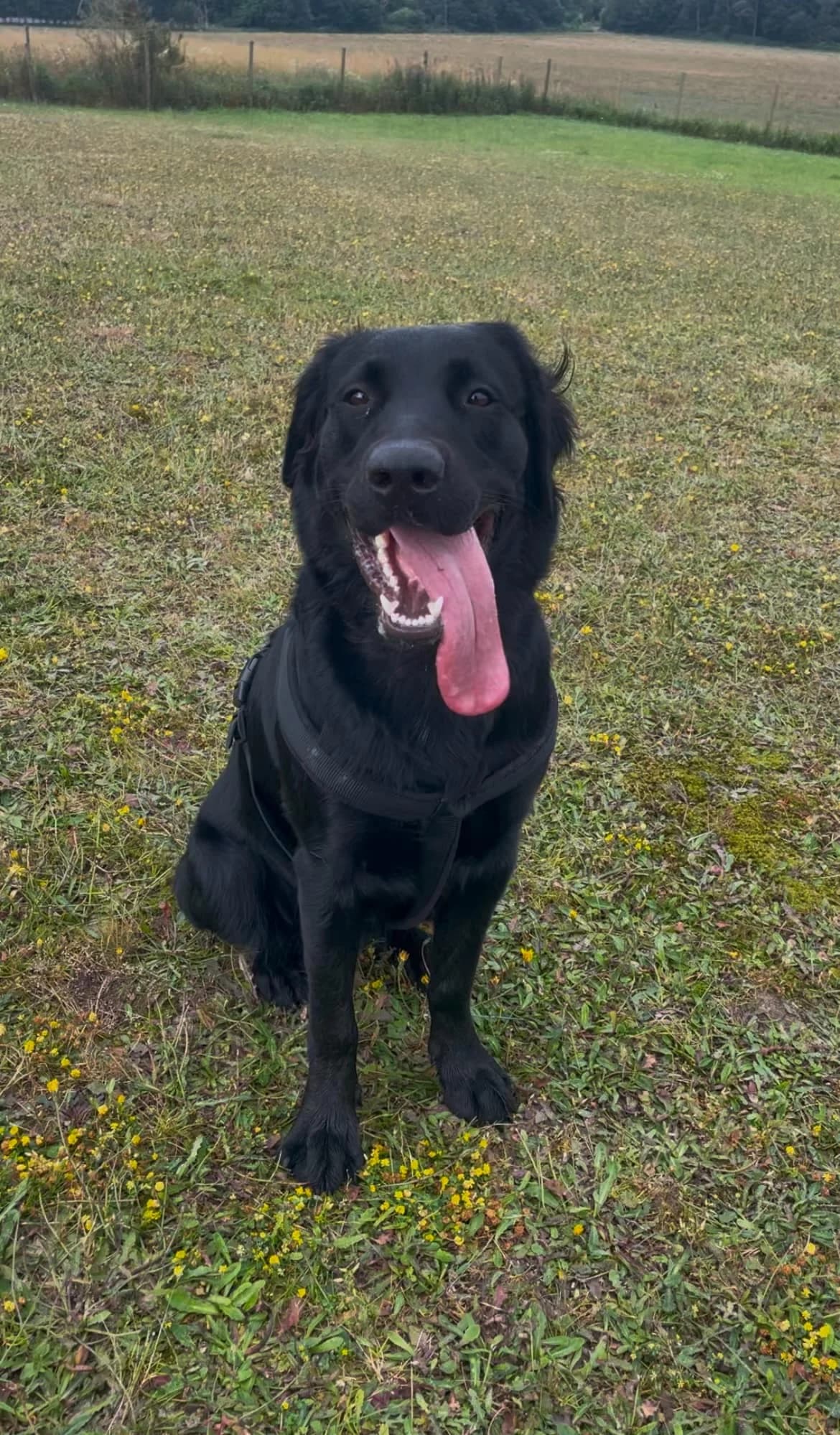Nala, guld female puppy Labrador Retriever for adoption at Dansk Dyreværn Aalborg
