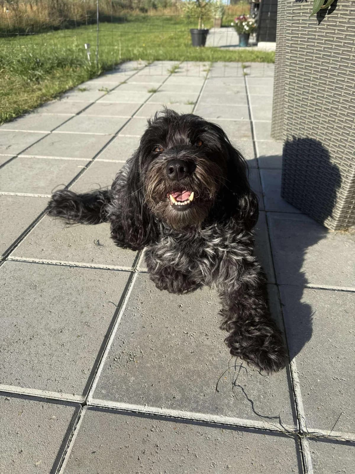 Kalle, male 5yo Maltese for adoption at Dansk Dyreværn Aalborg