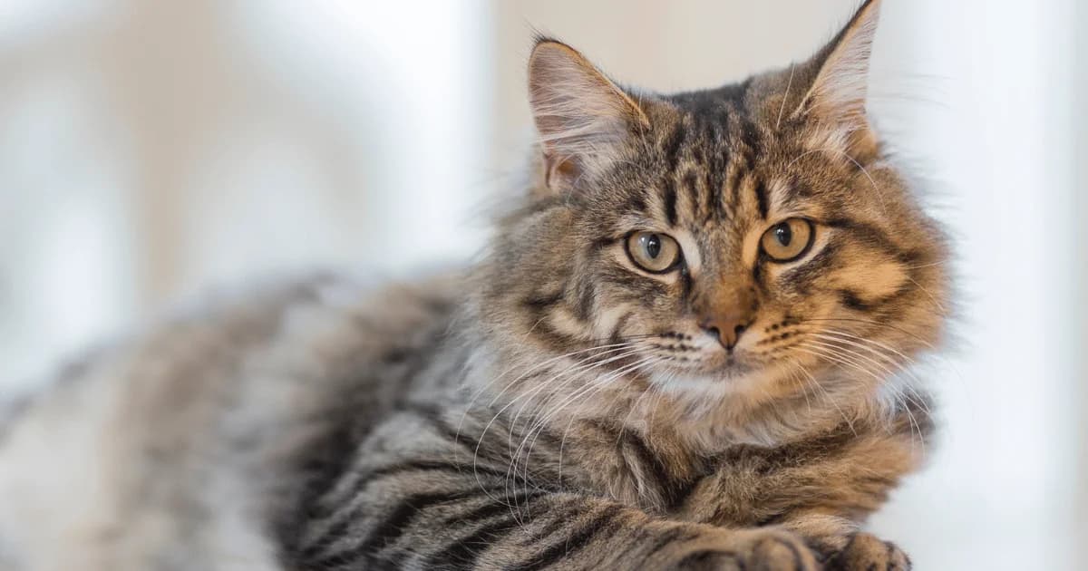 Kattens tegn på sygdom og mistrivsel, male Mixed Breed for adoption at Dyreværnet, Copenhagen
