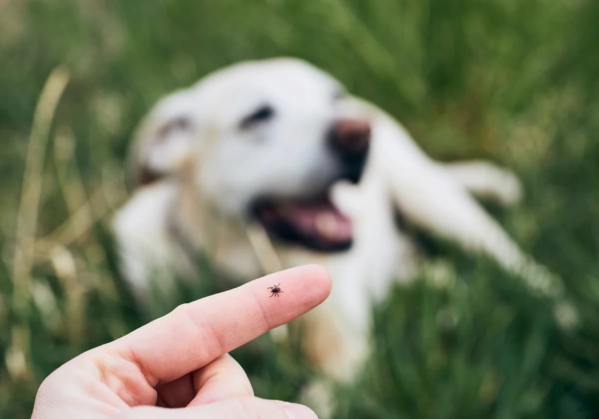 Drømmer du om at eje en Chihuahua, Yorkshire terrier, Pomeranier osv.?, male Mixed Breed for adoption at Dyreværnet — photo 6 of 16