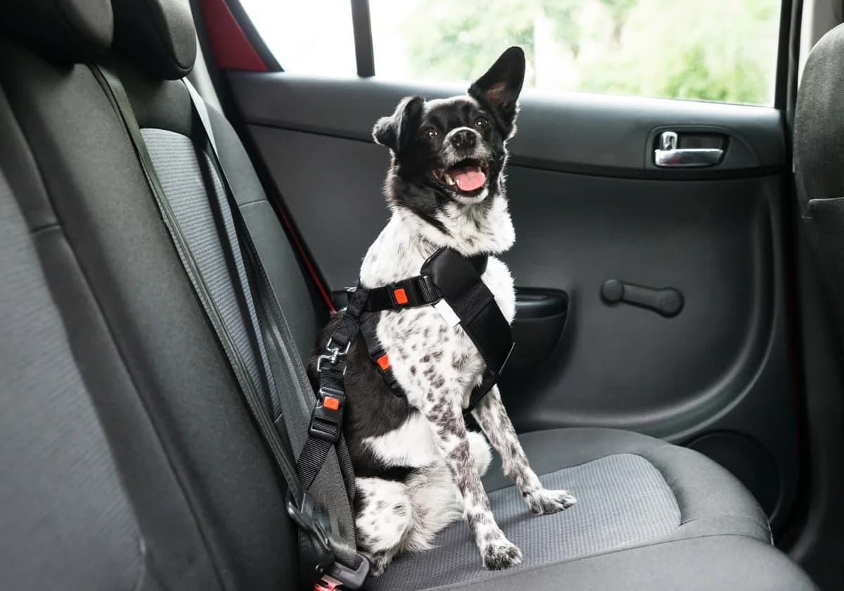 Drømmer du om at eje en Fransk Bulldog, Boxer, Mops, Old English Bulldog osv.?, male Mixed Breed for adoption at Dyreværnet — photo 8 of 16