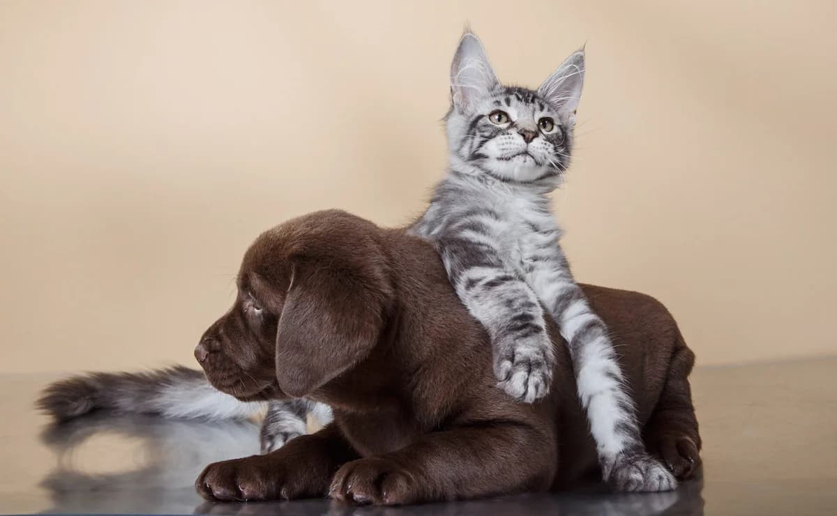 Fodring af hvalpe og killinger,  Mixed Breed for adoption at Dyreværnet