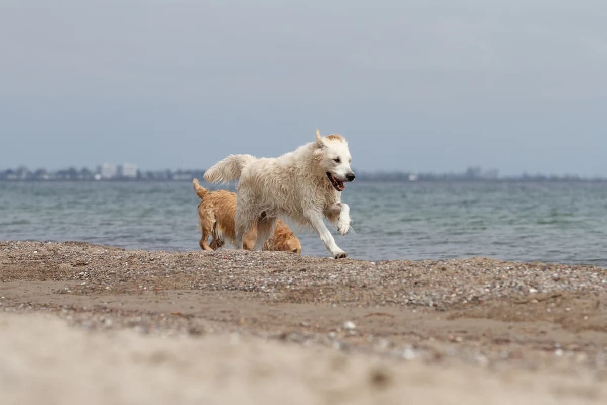 Fodring af hvalpe og killinger,  Mixed Breed for adoption at Dyreværnet — photo 8 of 17