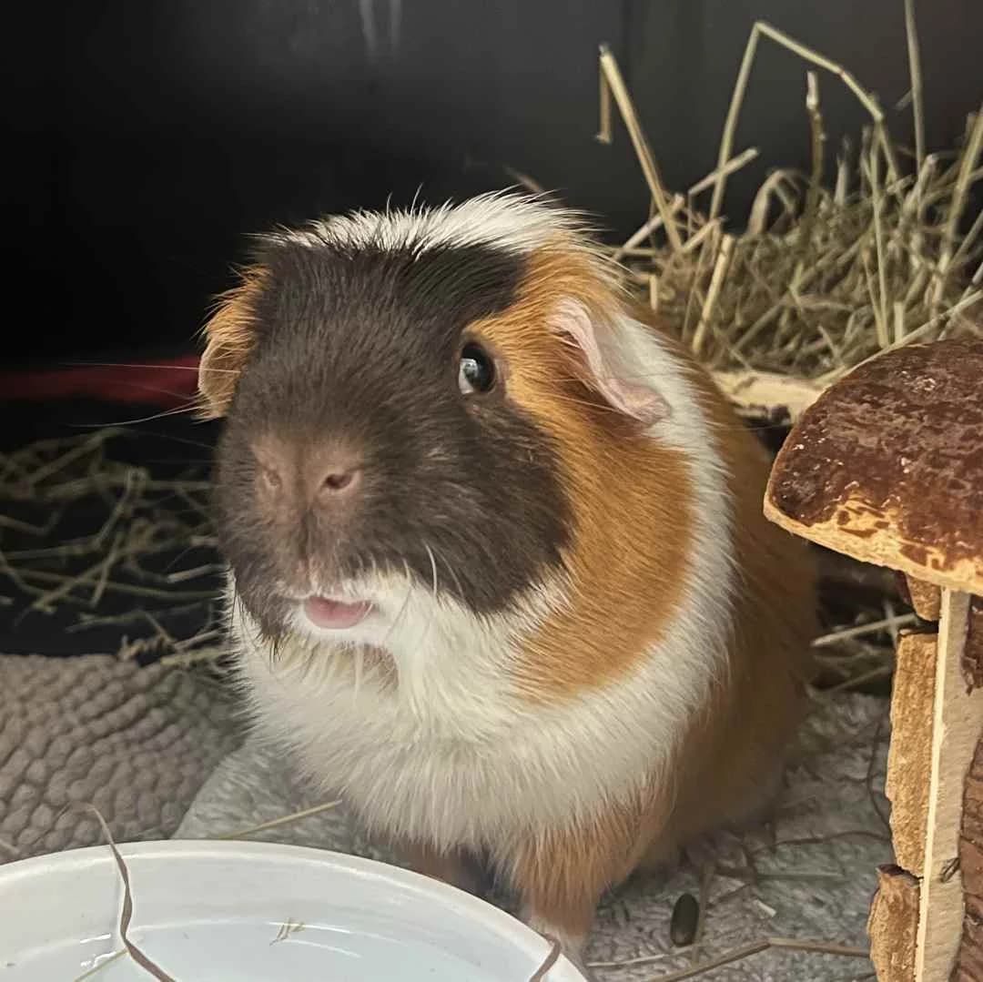 Piv, Chokolade/Hvid male young Mixed Breed for adoption at Dyreværnet, Copenhagen