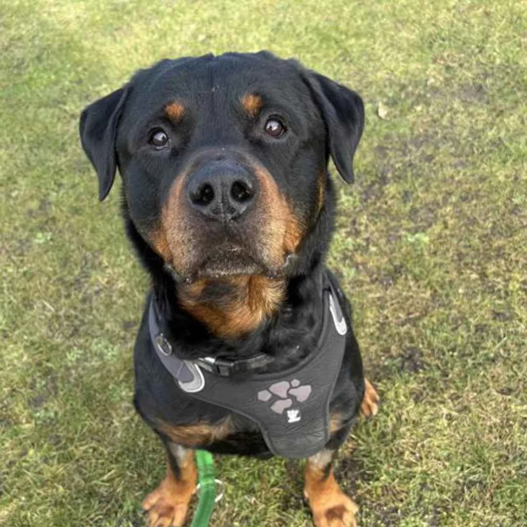 Alfred, Black & Tan male 7yo Rottweiler for adoption at Dyreværnet, Copenhagen