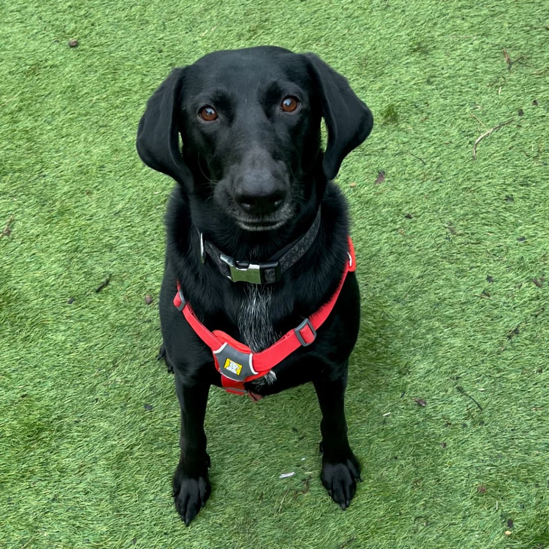 Nina, Sort female 5yo Labrador Retriever for adoption at Dyreværnet, Copenhagen