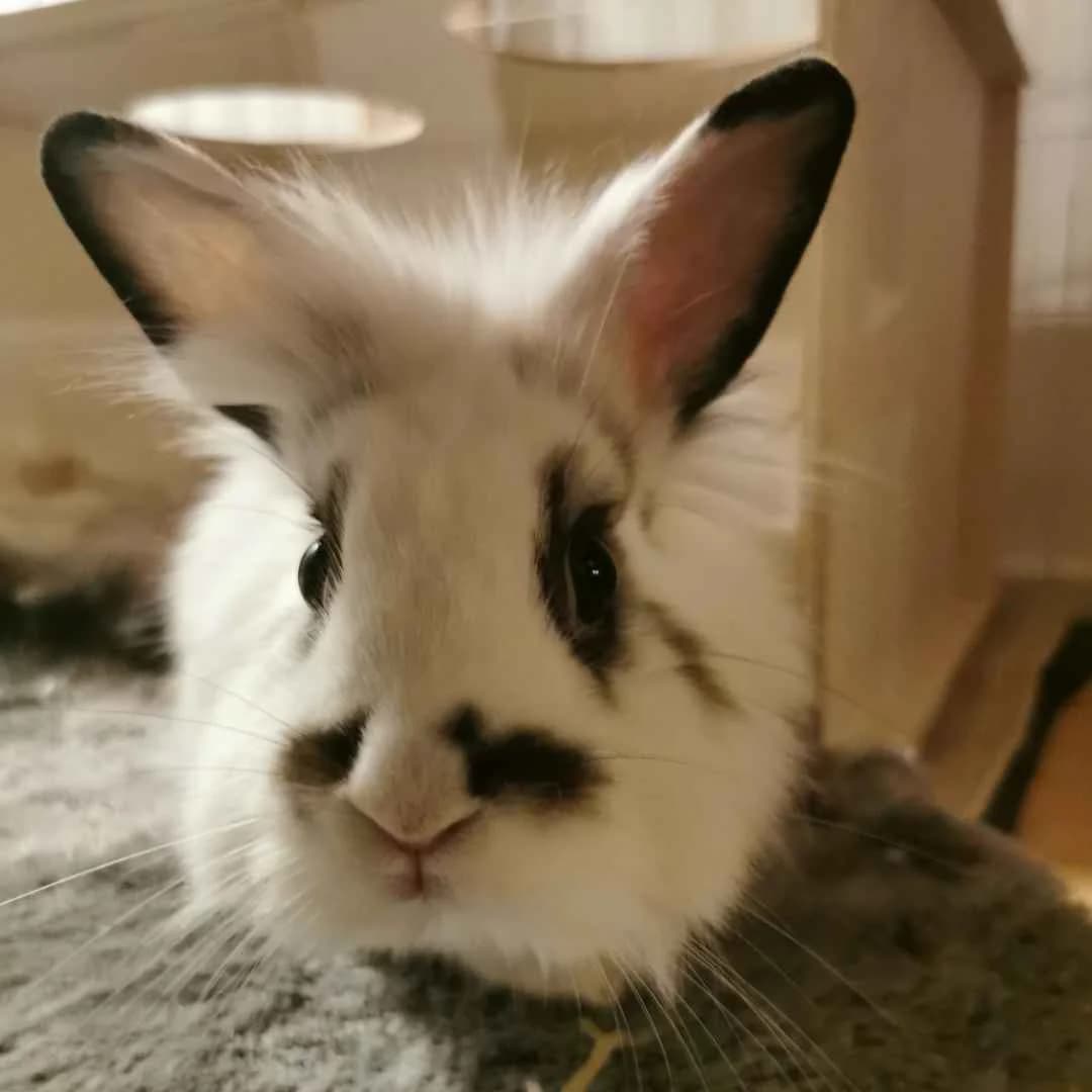 Pandi, Hvid/Sort female young Mixed Breed for adoption at Dyreværnet, Copenhagen