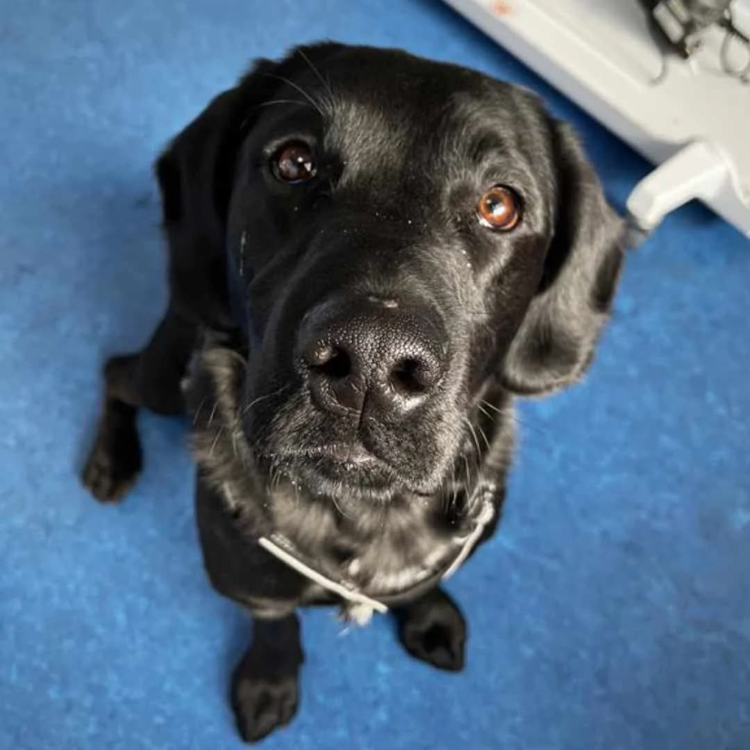 Pandi, white  Mixed Breed for adoption at Dyreværnet, Copenhagen — photo 7 of 66