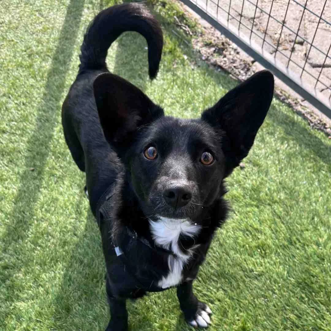 Luna, Sort/Hvid female young Mixed Breed for adoption at Dyreværnet, Copenhagen
