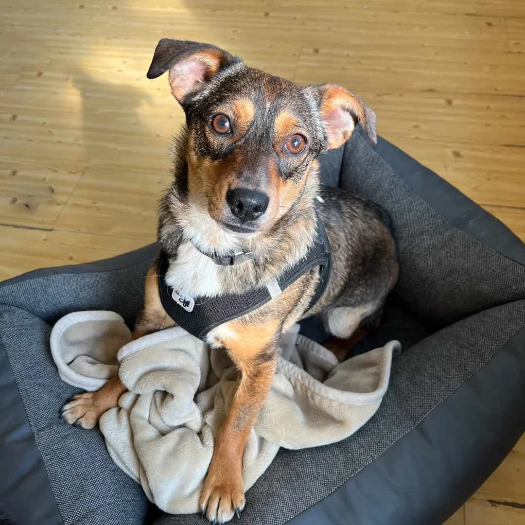Stella, Vildt female young Mixed Breed for adoption at Dyreværnet, Copenhagen