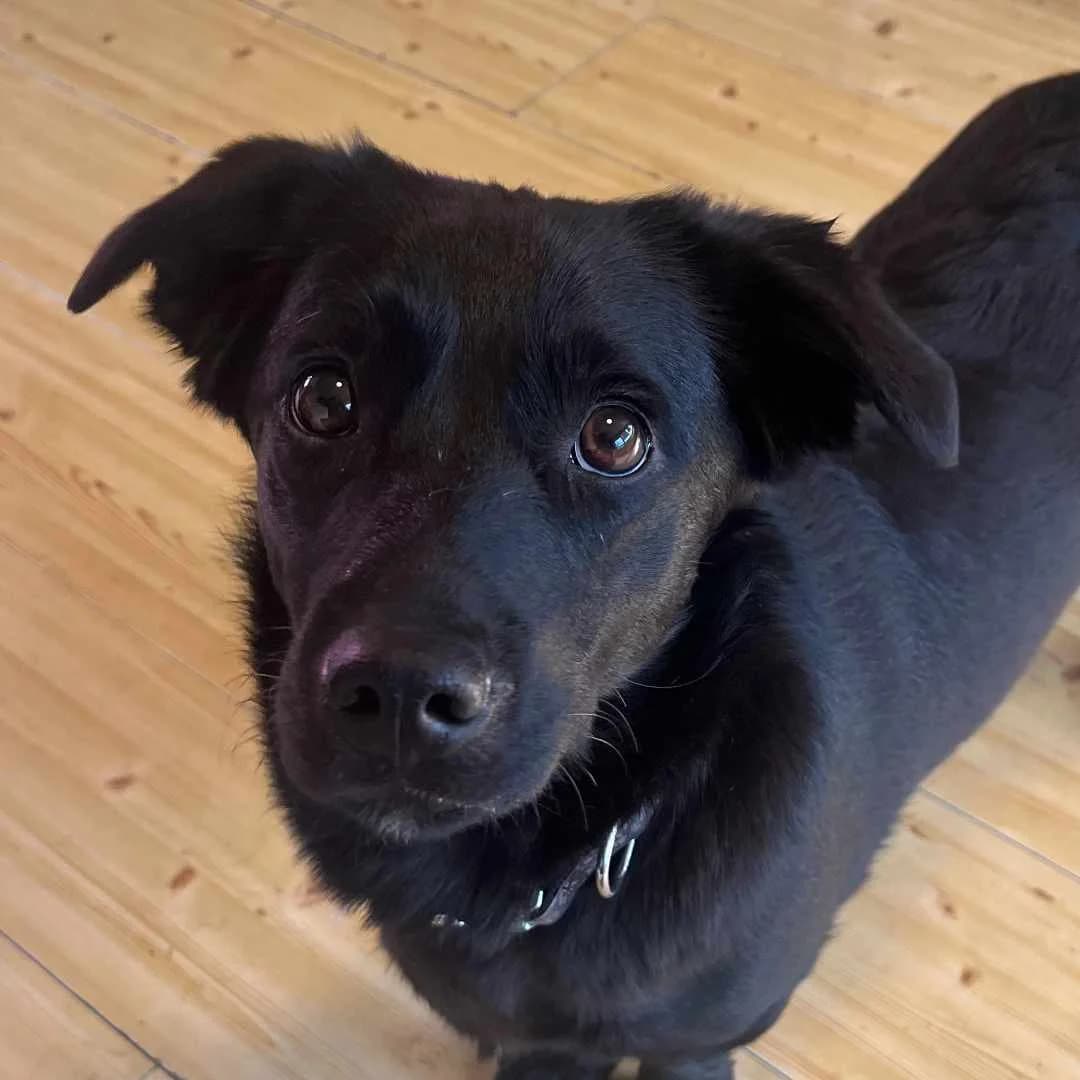 Farrah, Sort female puppy Mixed Breed for adoption at Dyreværnet, Copenhagen