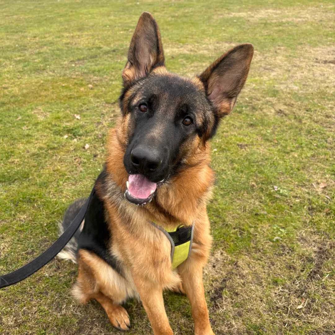 Nexø, Black & Tan male puppy Mixed Breed for adoption at Dyreværnet, Copenhagen
