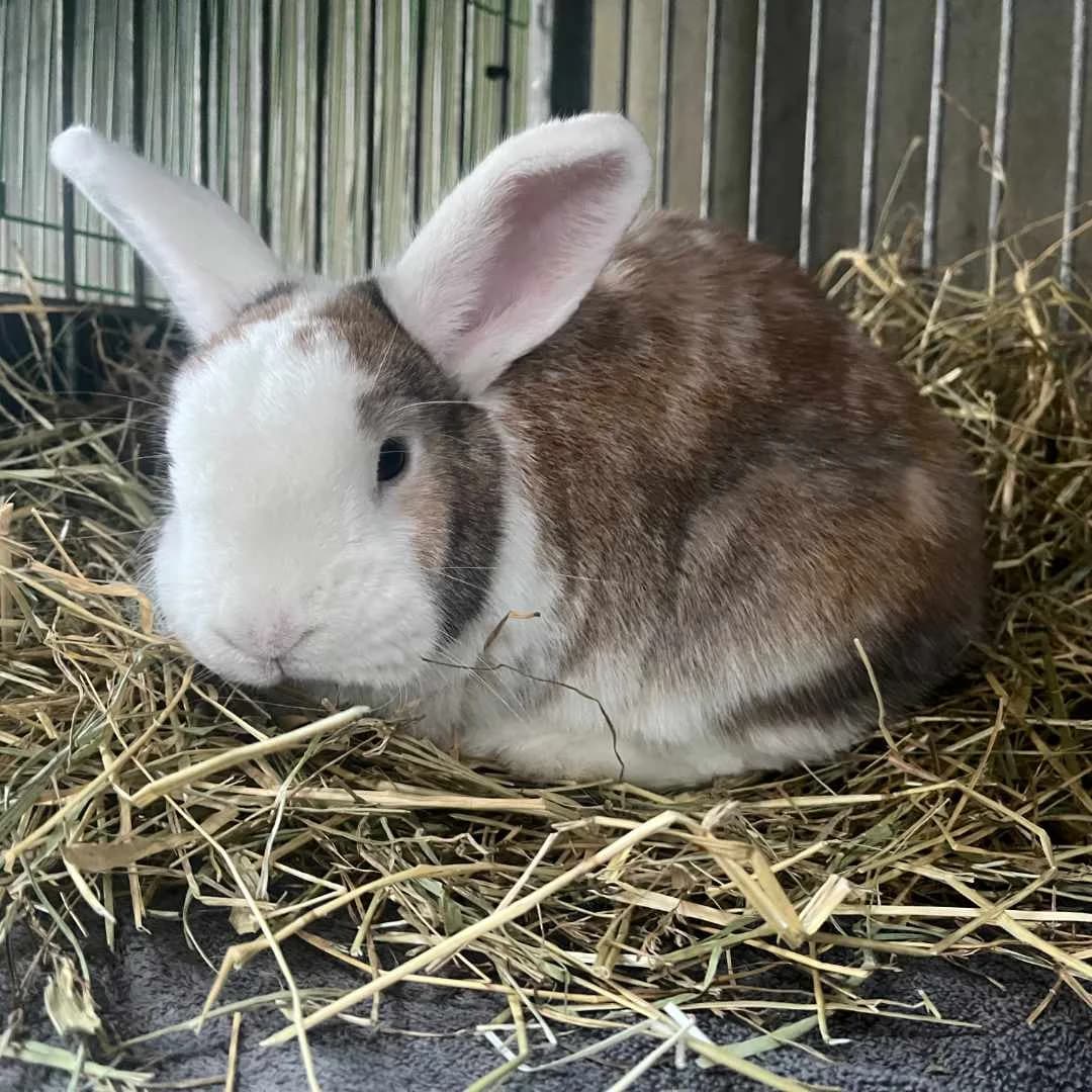 Cicero, white  Mixed Breed for adoption at Dyreværnet, Copenhagen — photo 7 of 65